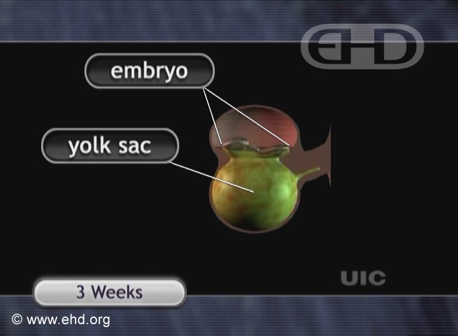 3-Week Embryo [Click for next image]