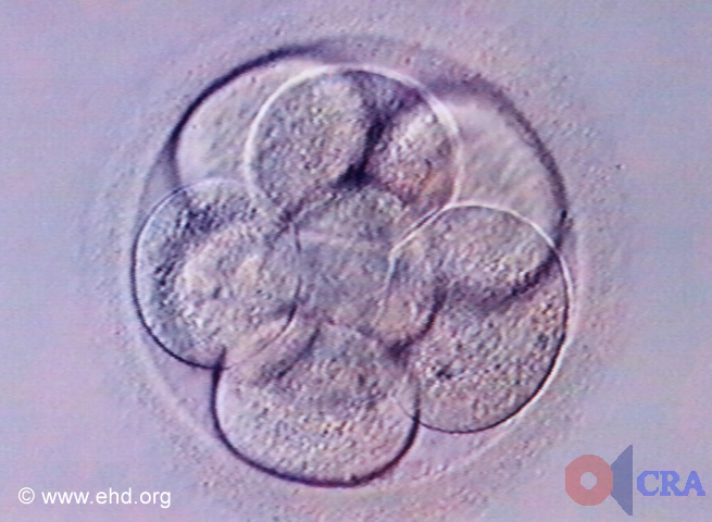 Nine-Cell Embryo [Click for next image]