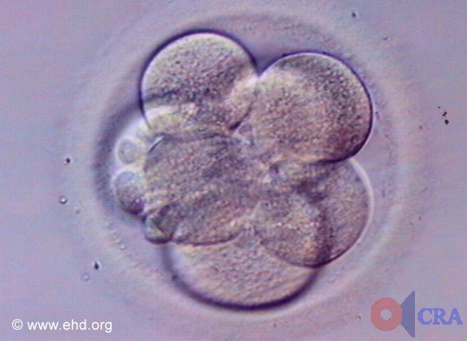 Seven-Cell Embryo