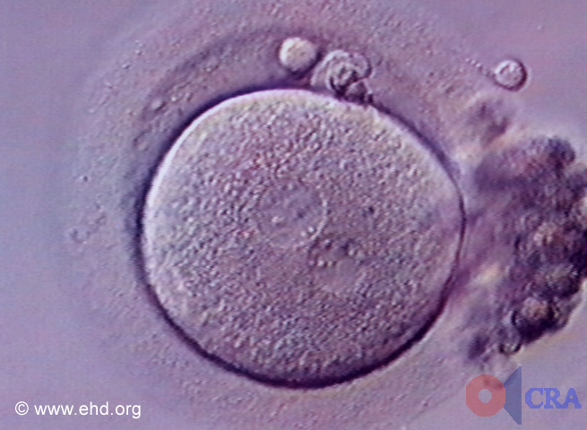 Single-Cell Embryo [Click for next image]