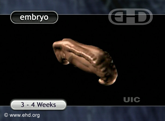 The 4-Week Embryo [Click for next image]