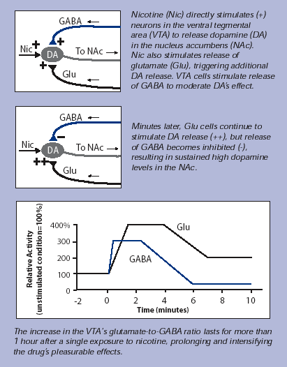 Graph showing Nicotine's Double Effect on Dopamine Release