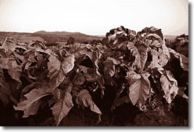 tobacco plants