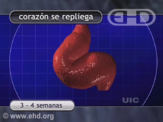 Reproduzir Filme - Coração e Sistema Circulatório
