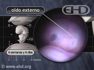 Reproducir película - El oído externo
